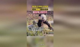 爆料美国动物园视频,揭秘动物真实生活状态